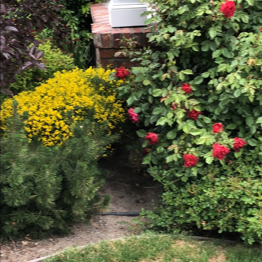 Meet your Posher, Suzanne